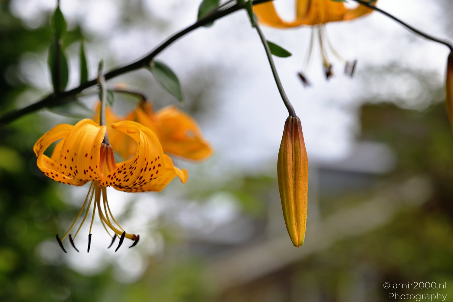 Following the Dark Spots Across a Yellow Lily