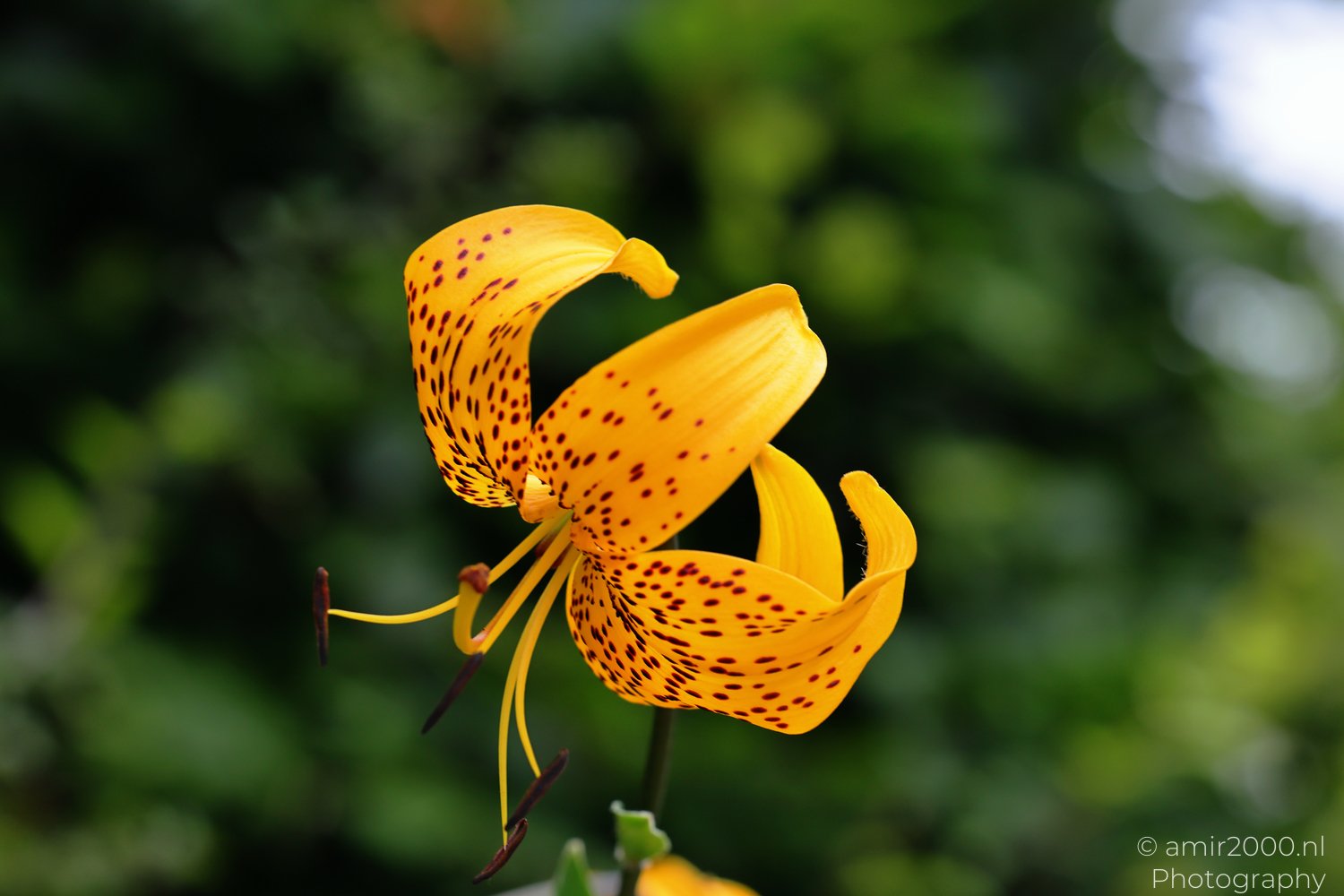 Yellow lily curling open with dark spotted petals and slender stamens