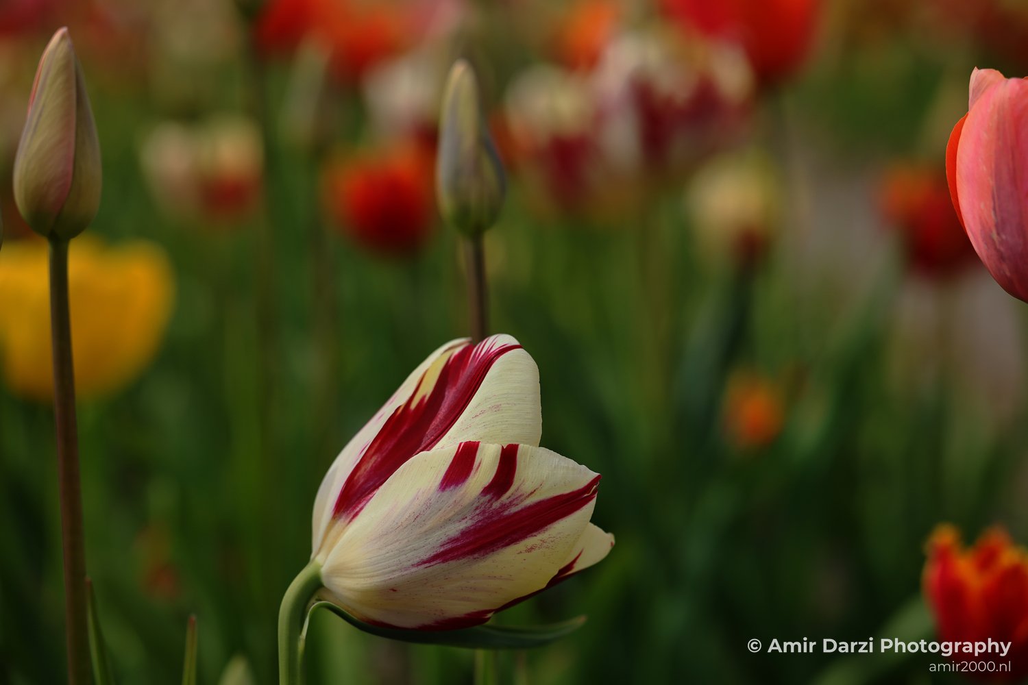 White petals and red stripes, surrounded by green stems and other blurred flowers in various colors, appear with the close up of tulips.