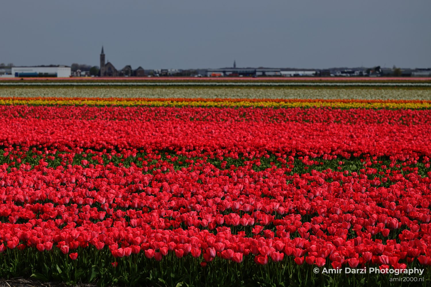 Rows extending into the distance, and a church spire appears on the horizon under an overcast sky, appear with the field of red tulips.