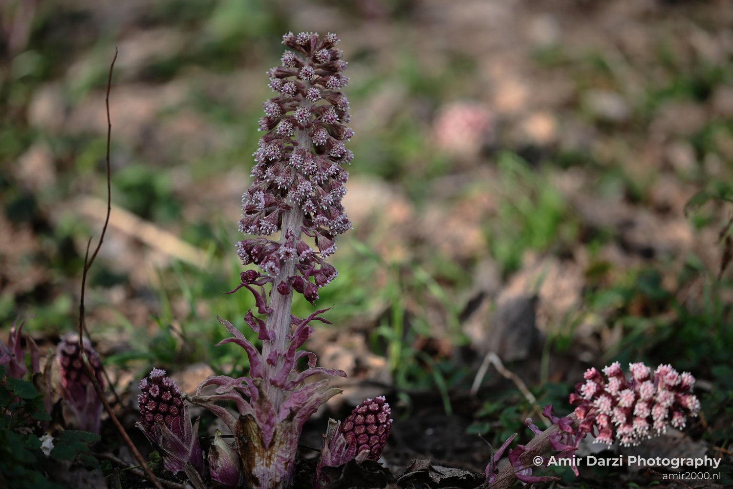The scene shows clearly shows a plant with the specific characteristics of Common Butterbur.