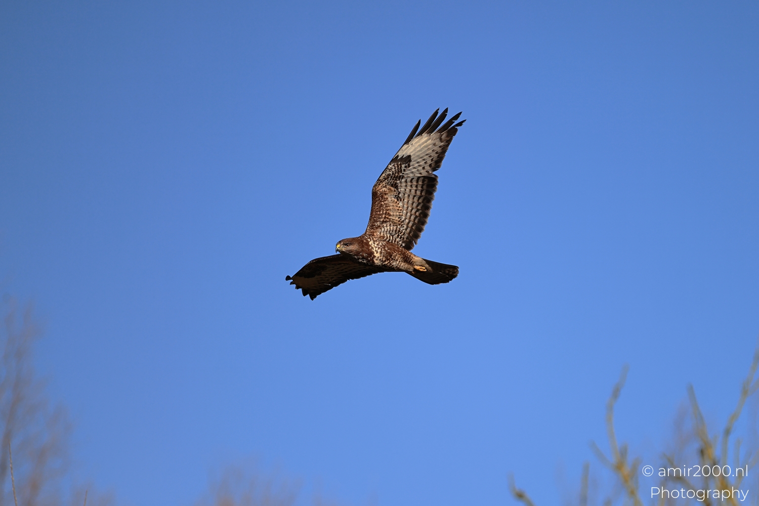 Common Buzzard in Blue Sky and Kestrel on Bare Branches