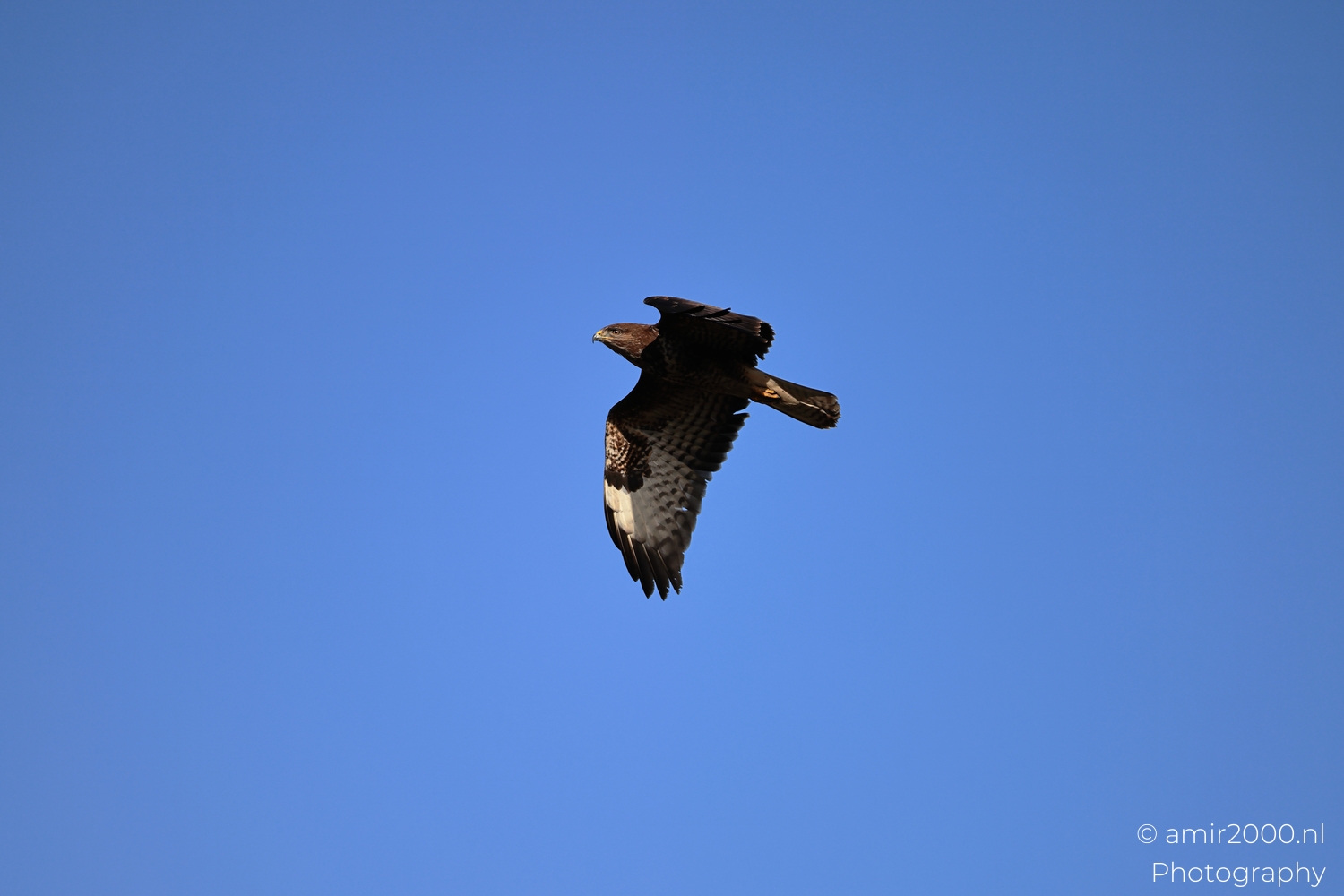 Common Buzzard gliding across clear blue winter sky with raised wings
