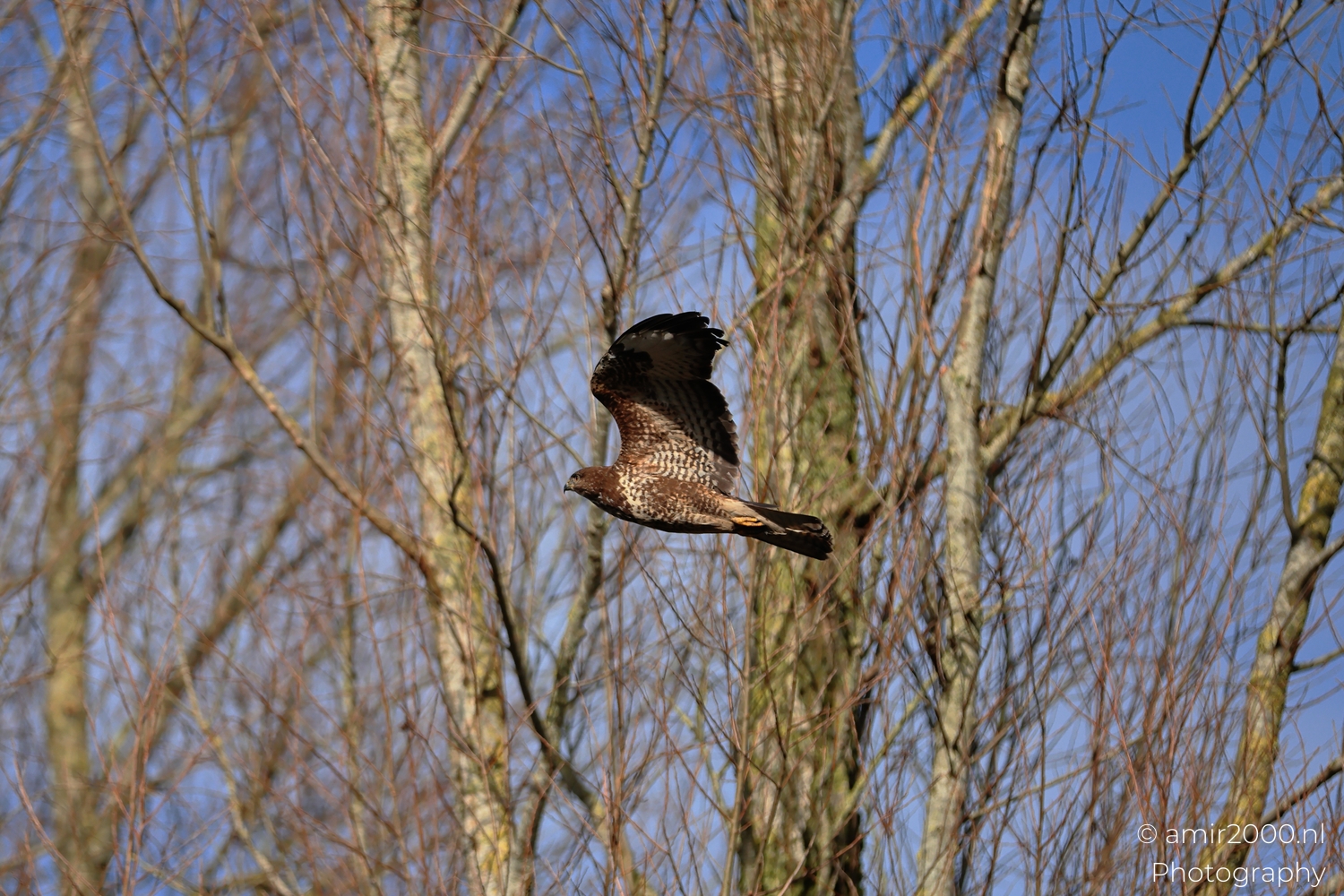 Common Buzzard flying near bare winter trees under blue sky