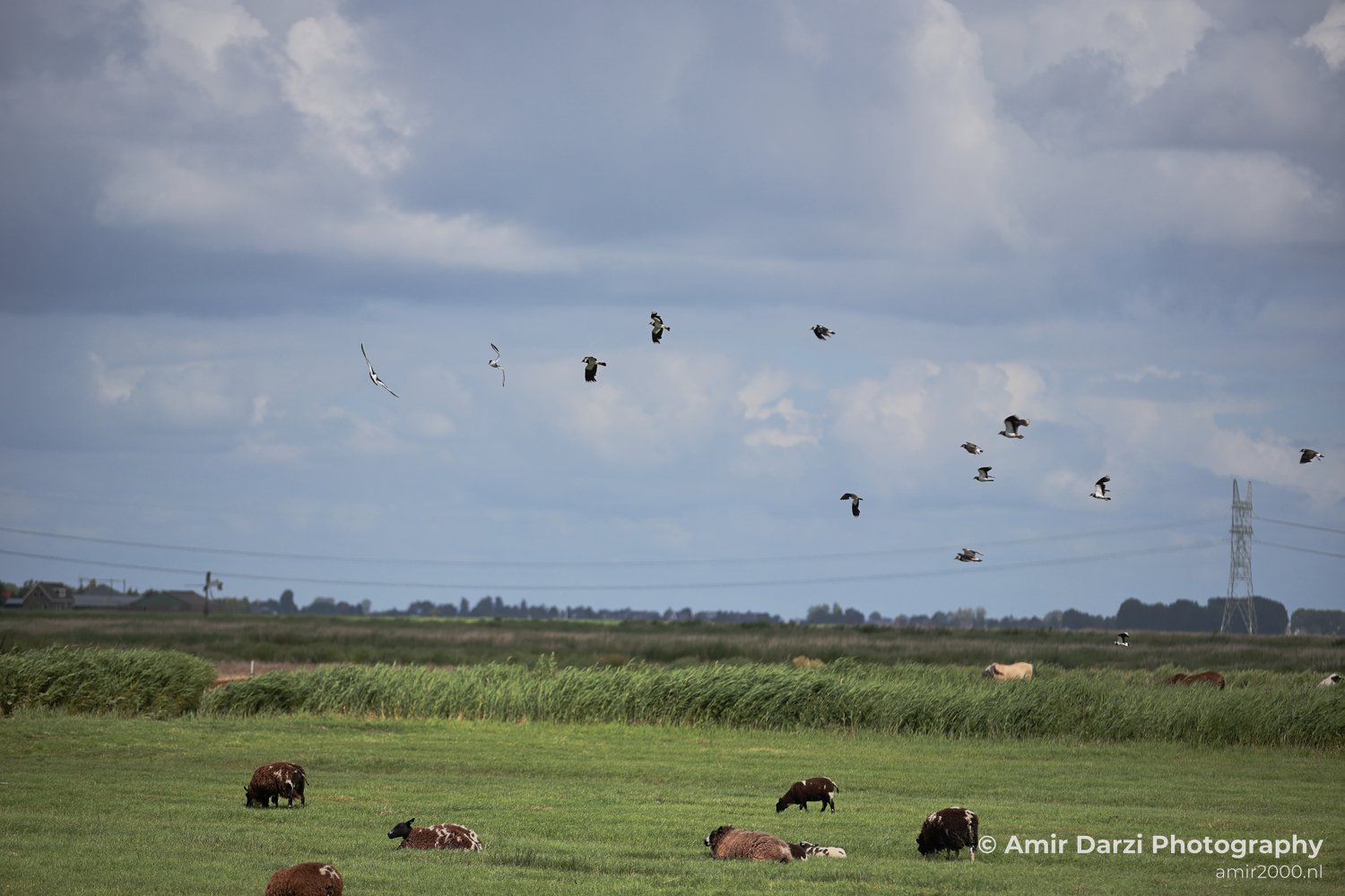 Sheep grazing on a lush green field in the countryside of Waterland.