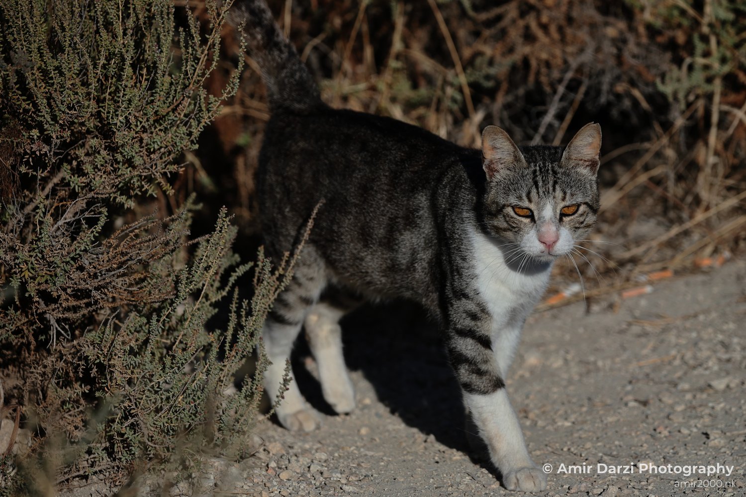 Cat with a striped pattern and white markings on its chest walking along a dirt path next to some dry vegetation.