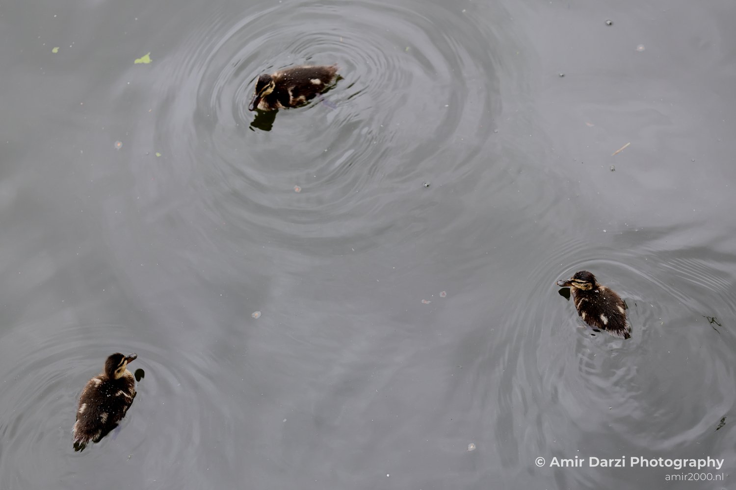 Three ducklings swim through water with ripples spreading outward.