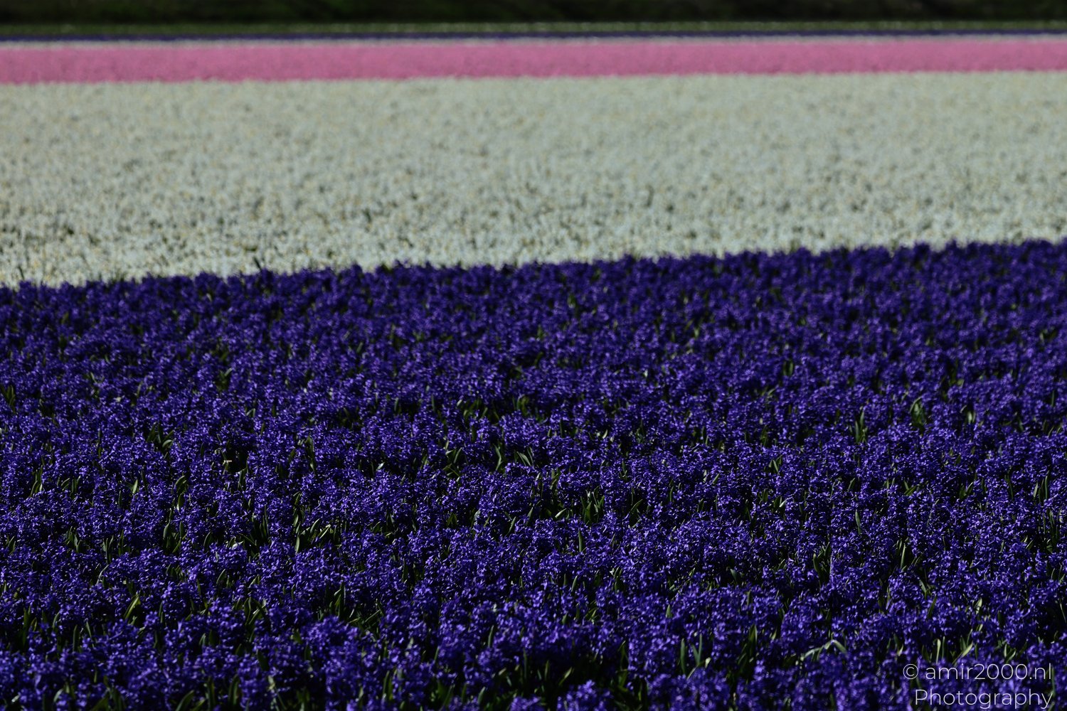 The description provided appears alongside a scene where a field of purple hyacinths, which is consistent.