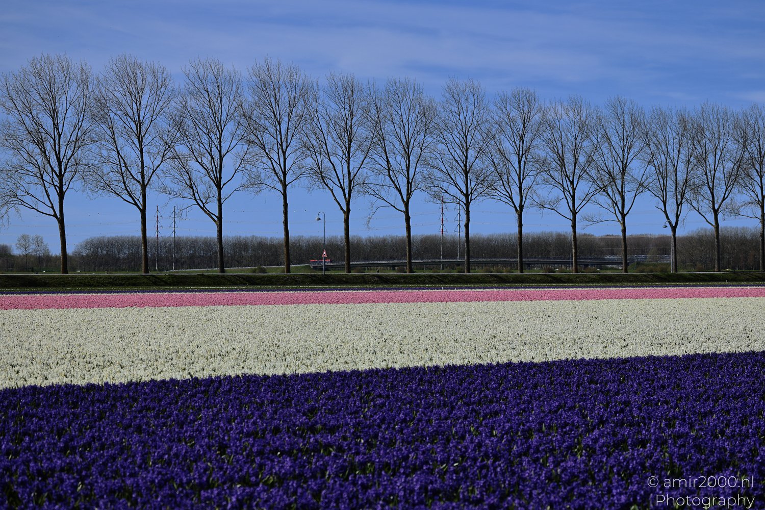 Bare trees lining the background under a clear blue sky appear with the field of purple flowers in the foreground, followed by white and pink rows.