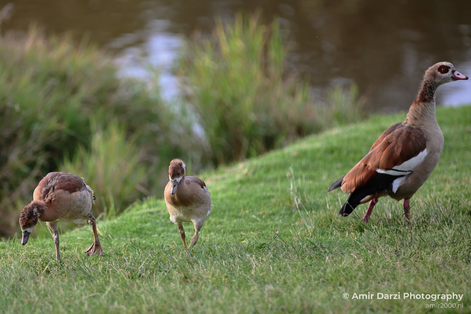 Egyptian geese in a natural setting with green grass and reeds.