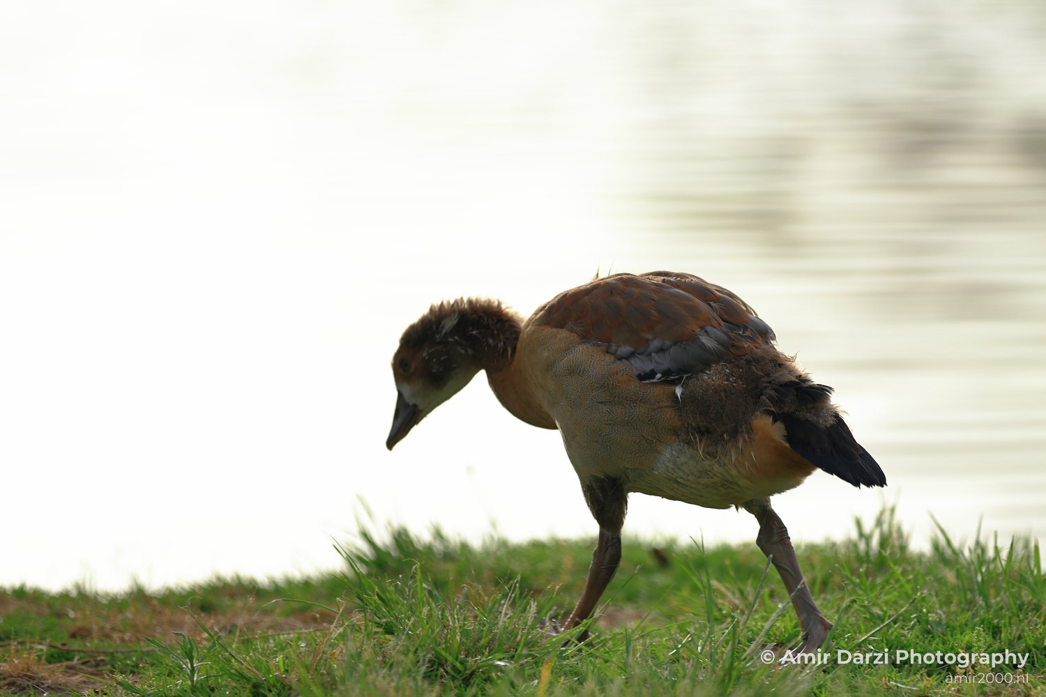 An Egyptian Goose is seen walking along the edge of a grassy area by a lake.