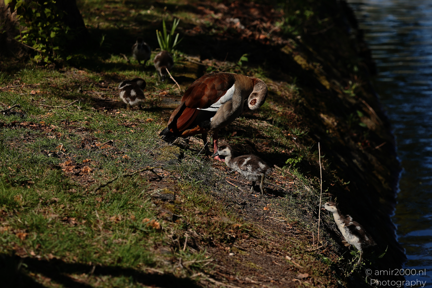 Egyptian goose family foraging on a grassy canal bank beside dark water