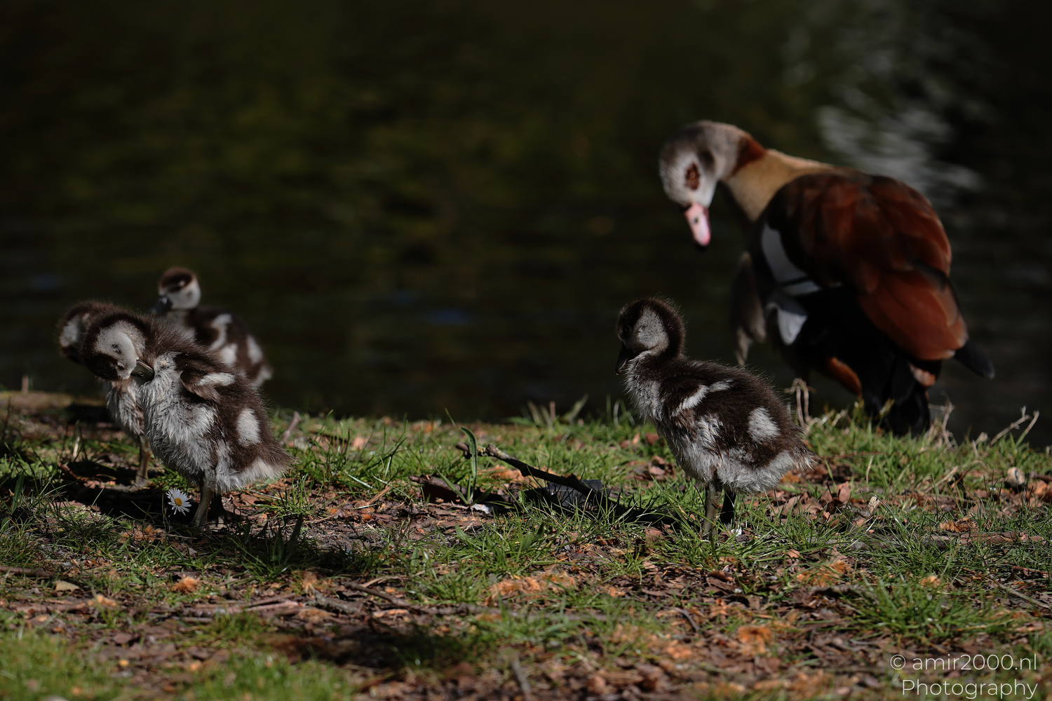 Egyptian goose goslings standing on a grassy canal bank with an adult watching
