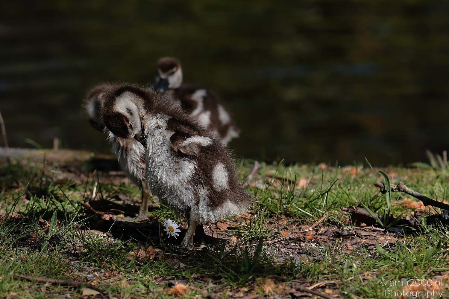 Egyptian goose goslings standing and preening on grass beside a canal