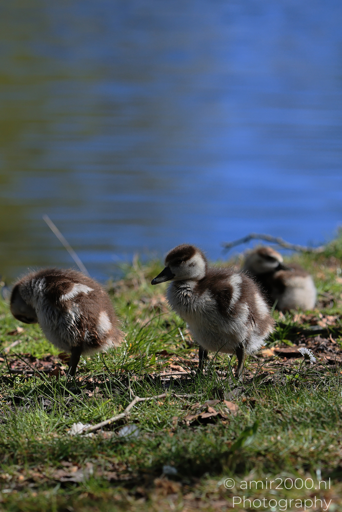 Egyptian Goose Goslings on the Canal Bank