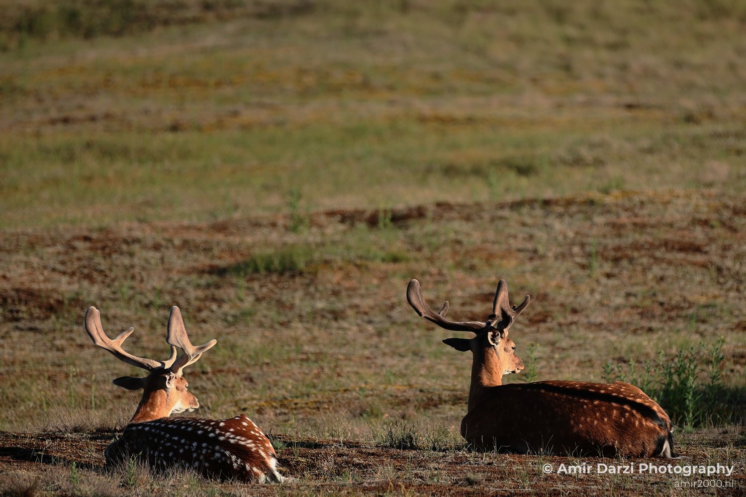 The fallow deers feed across open grass under a wide sky.