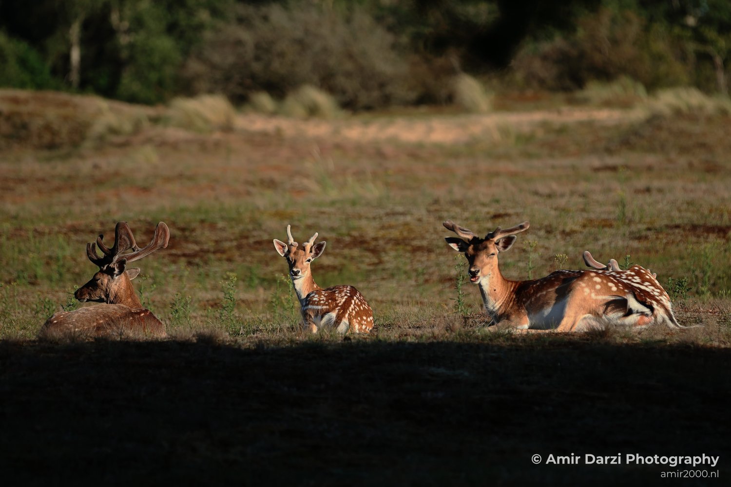 Three fallow deer rest on grass in Amsterdamse Waterleidingduinen with sparse vegetation and trees in the background.