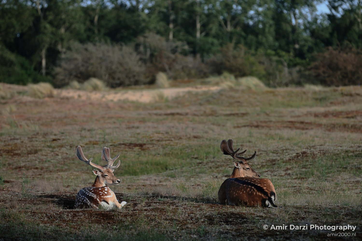 Two fallow deer rest in grass in Amsterdamse Waterleidingduinen with trees beyond.