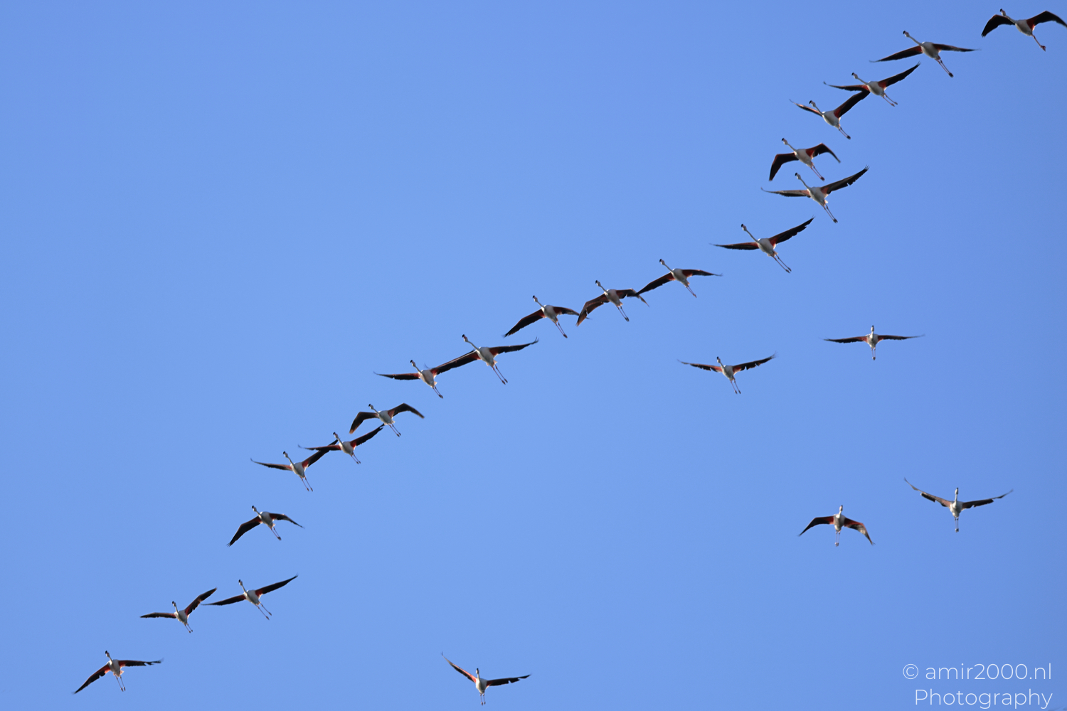 Flamingos flying in upward diagonal formation over Larnaca Cyprus