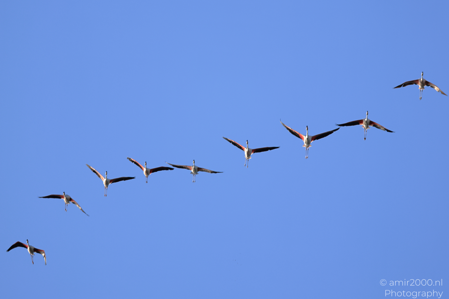 Flock of flamingos crossing blue sky over Larnaca Cyprus