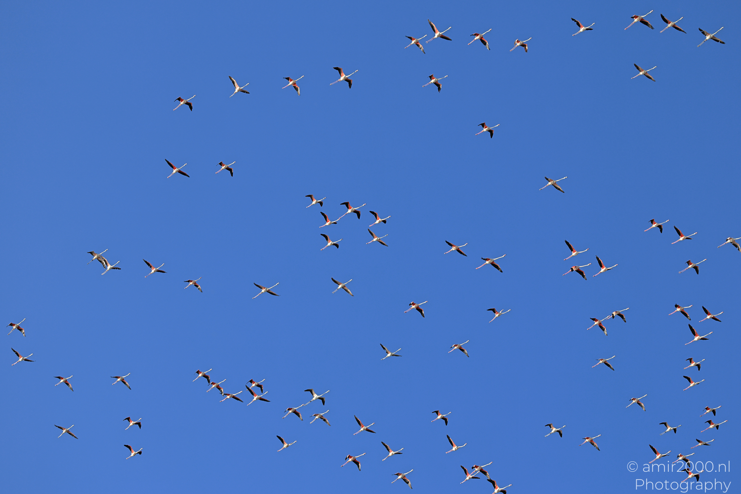 Large flock of flamingos flying in formation over Larnaca Cyprus