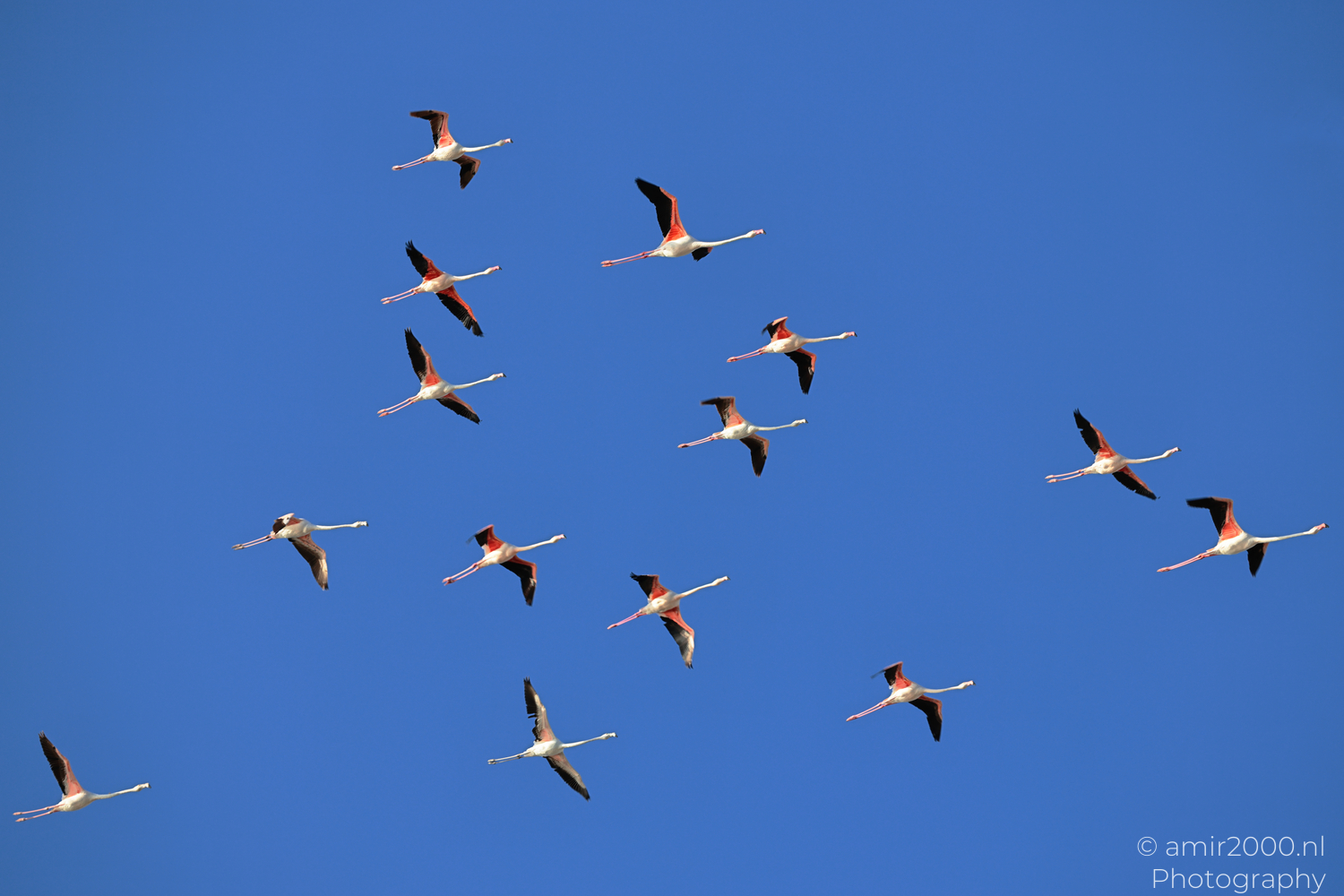Flamingos flying in loose group over Larnaca Cyprus