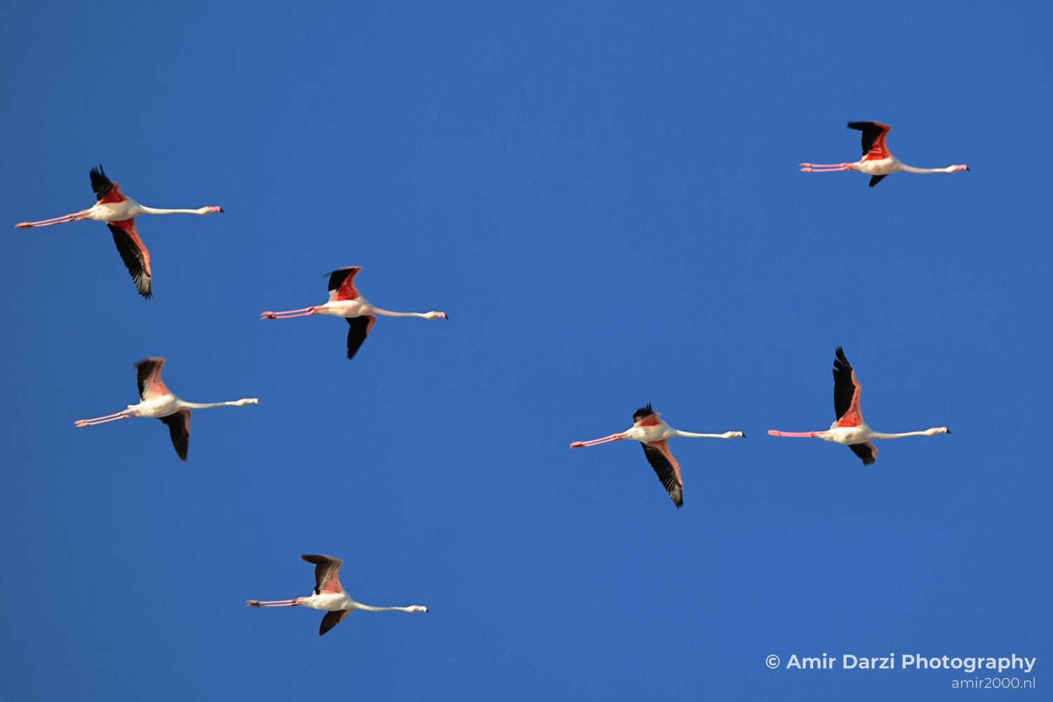 A clear blue sky with no other objects in the foreground or background appears behind seven flamingos are flying.