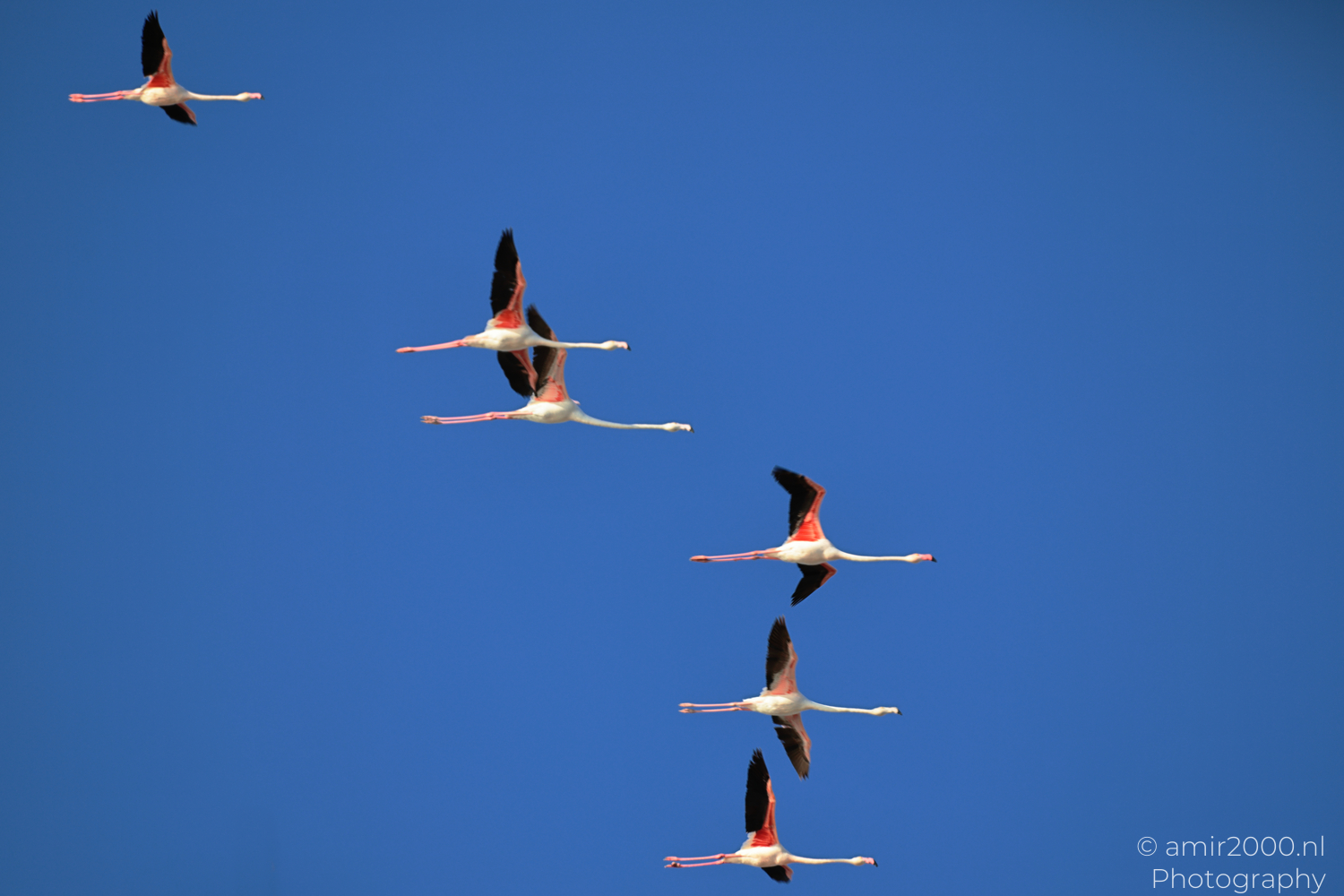 Sky Calligraphy: Flamingos Over Larnaca