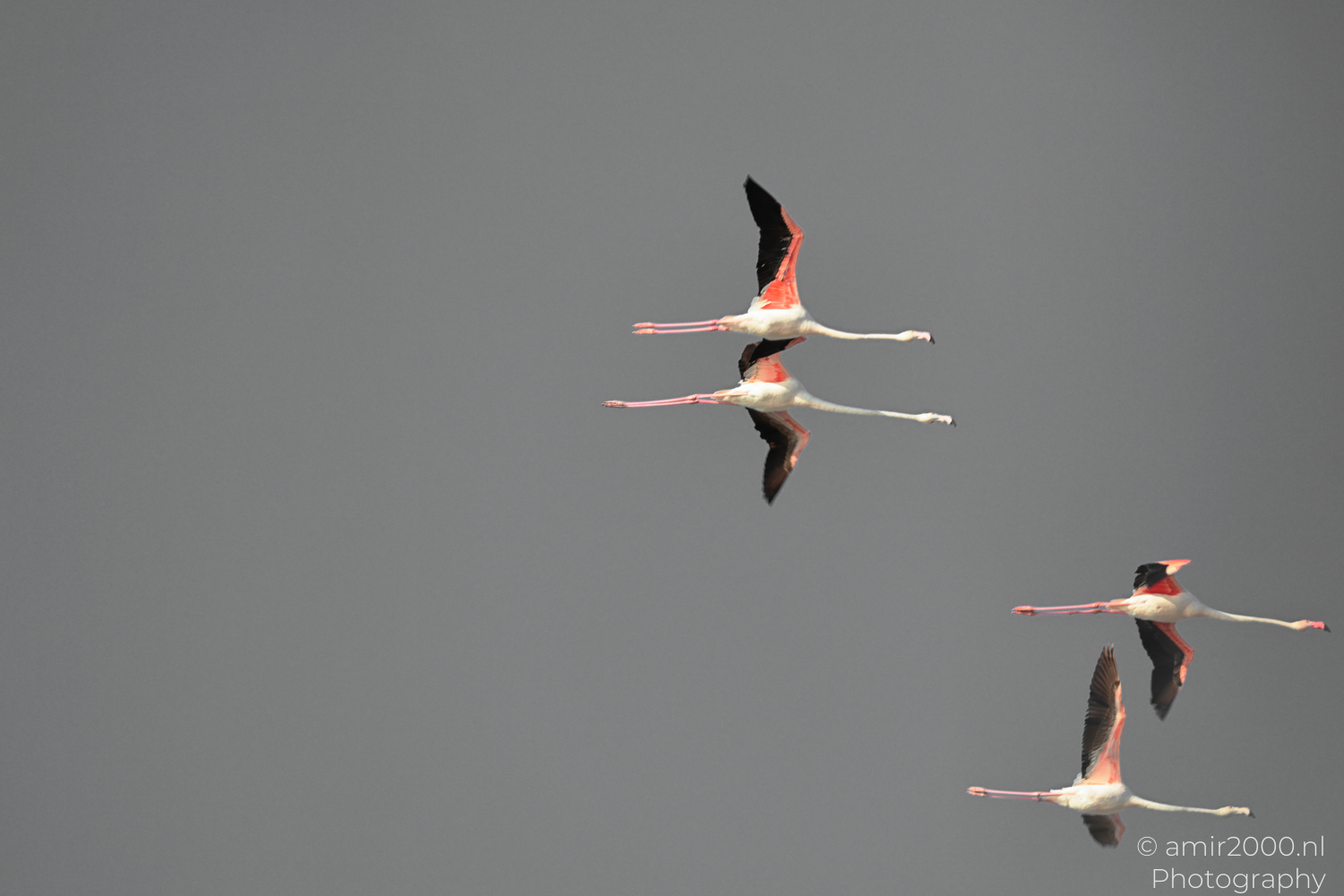 Four flamingos flying under gray sky over Larnaca Cyprus