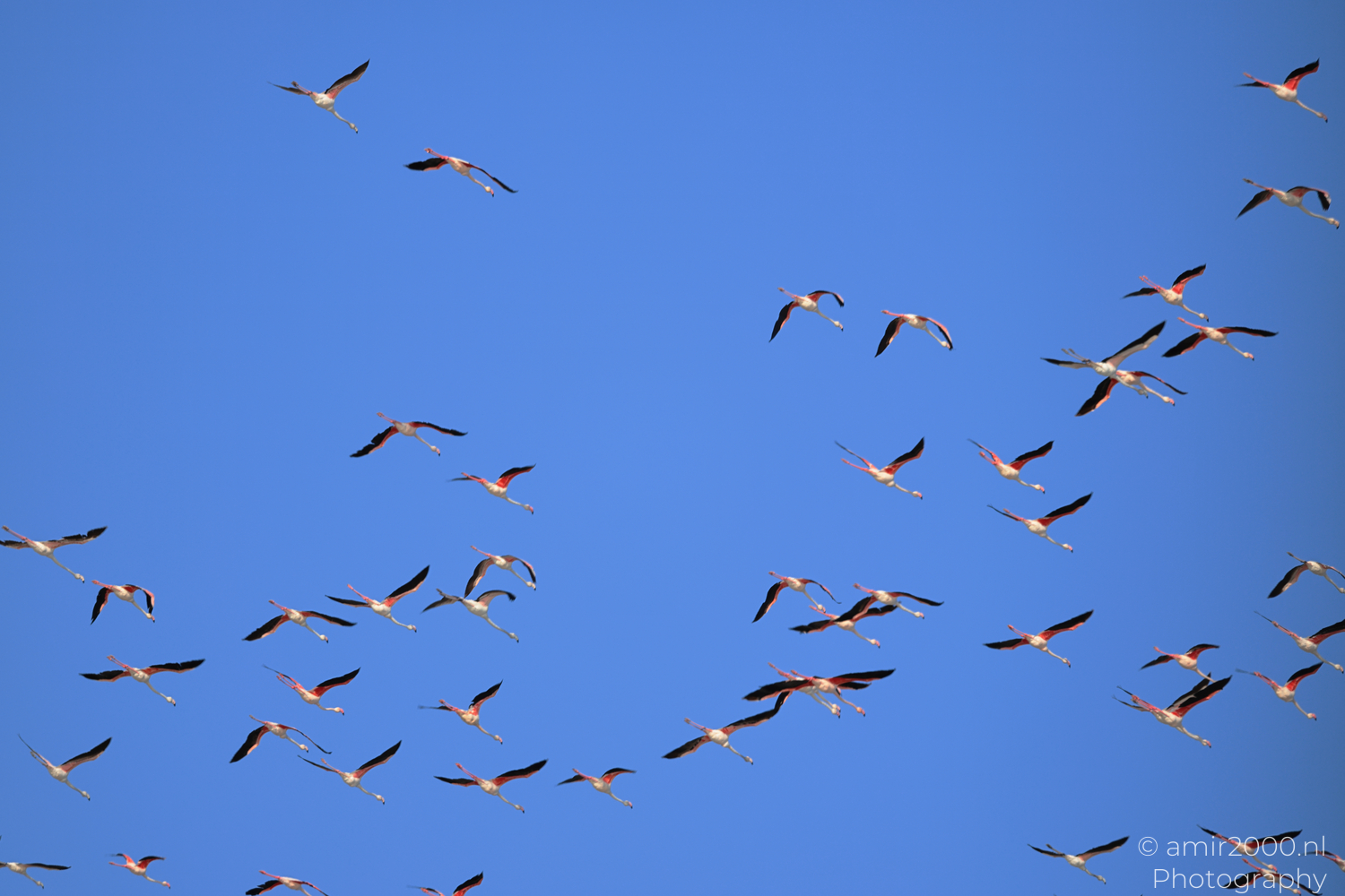 Flamingo flock in flight across clear blue sky over Larnaca Cyprus
