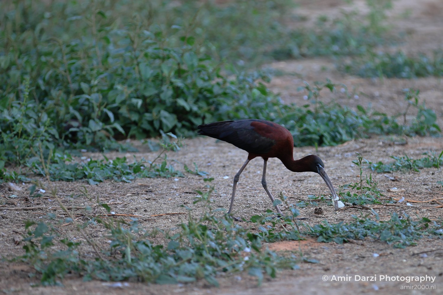 A glossy ibis in a dry, sandy landscape.