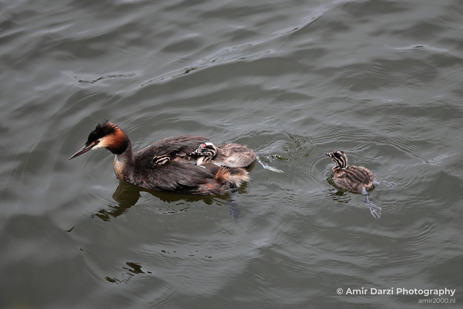 The bird with two chicks swimming on water.