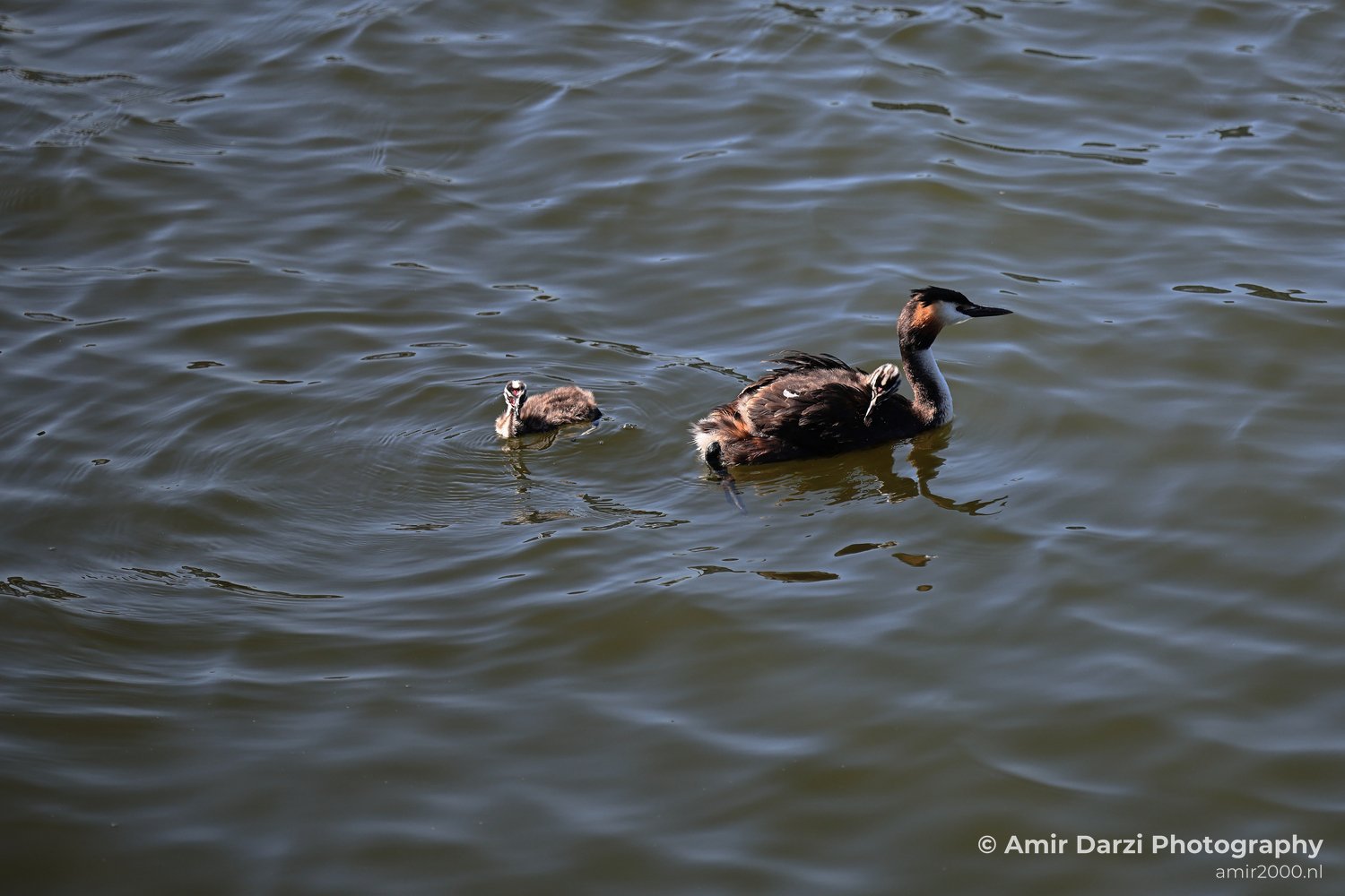 Water includes the bird and two chicks swimming.