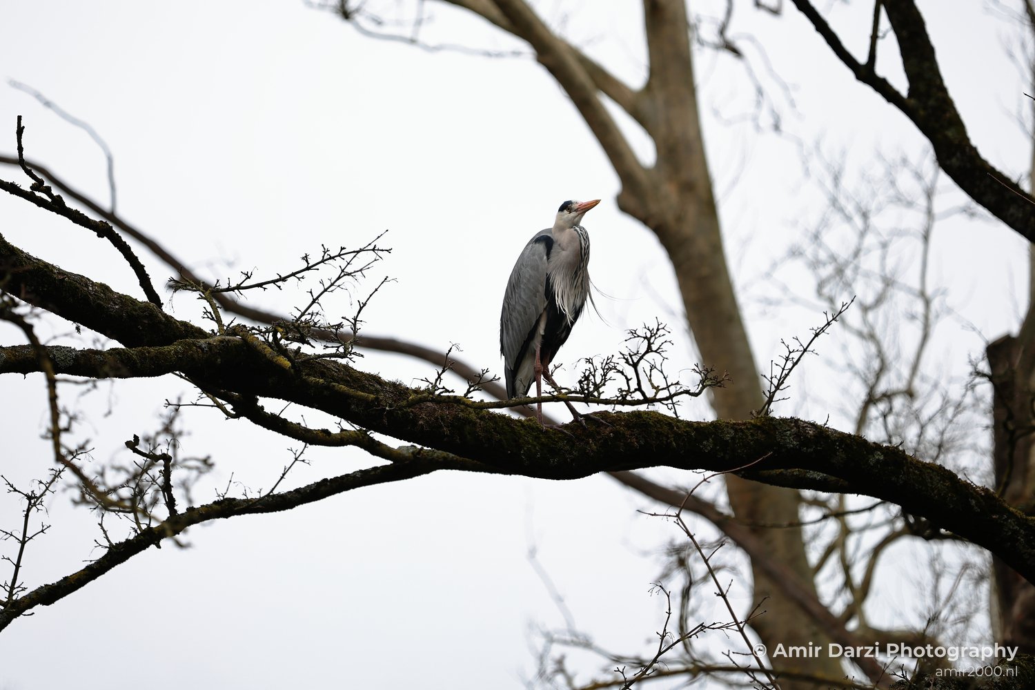 Grey heron with orange beak and legs sitting atop leafless branches against an overcast sky.