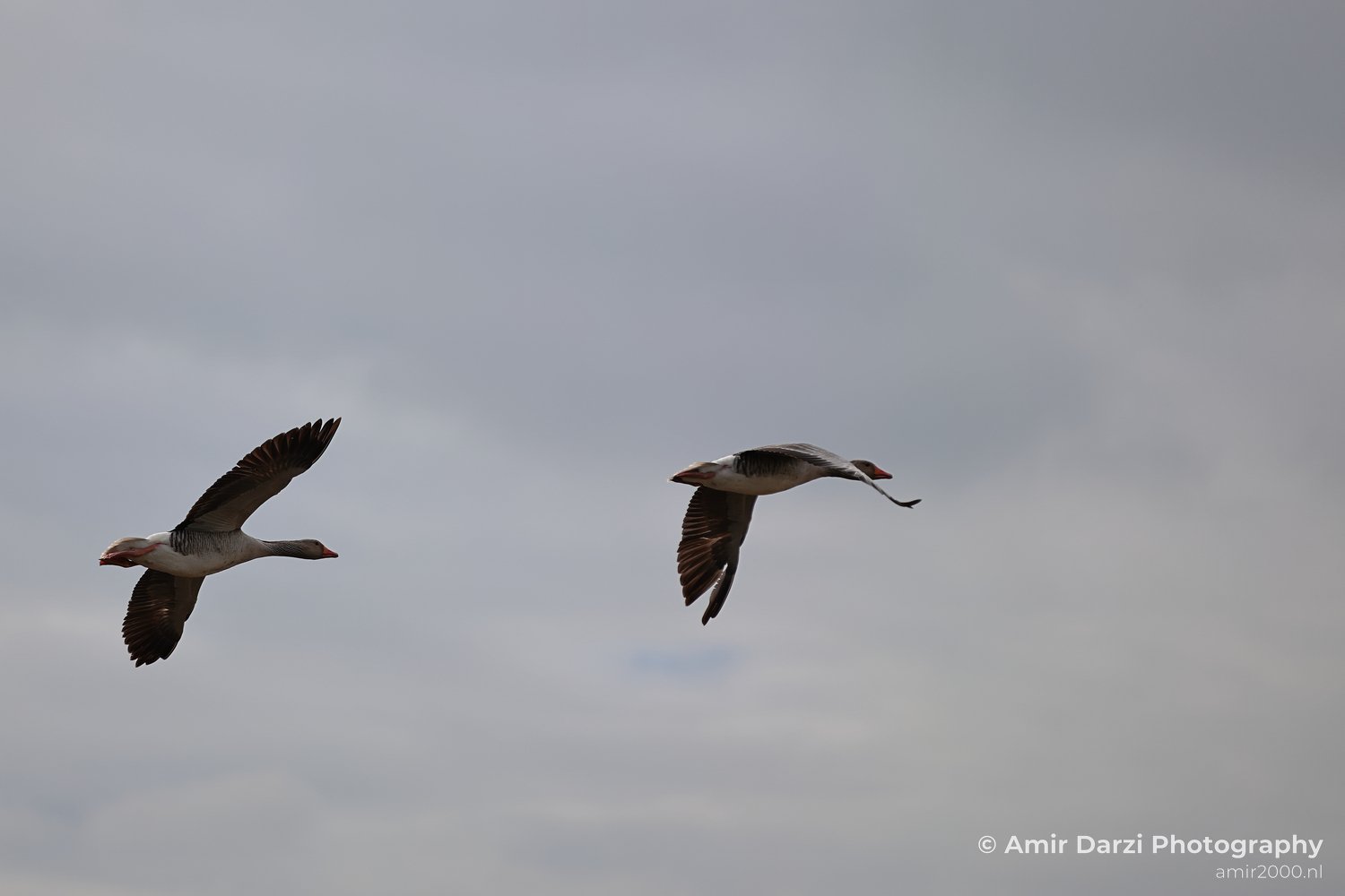 A cloudy sky appears behind two geese are flying.