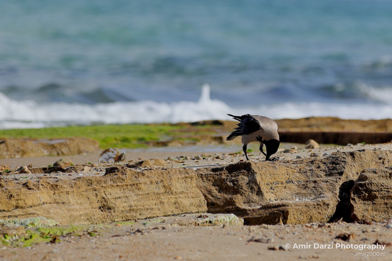 Waves crashing behind it and patches of green algae on the rocks in the foreground are visible with the crow standing on a rocky outcrop near the beach.