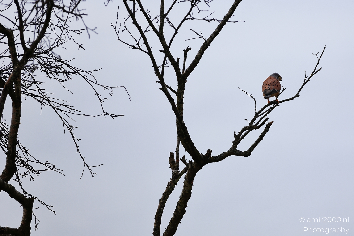 Kestrel perched high in bare winter branches with wide pale sky