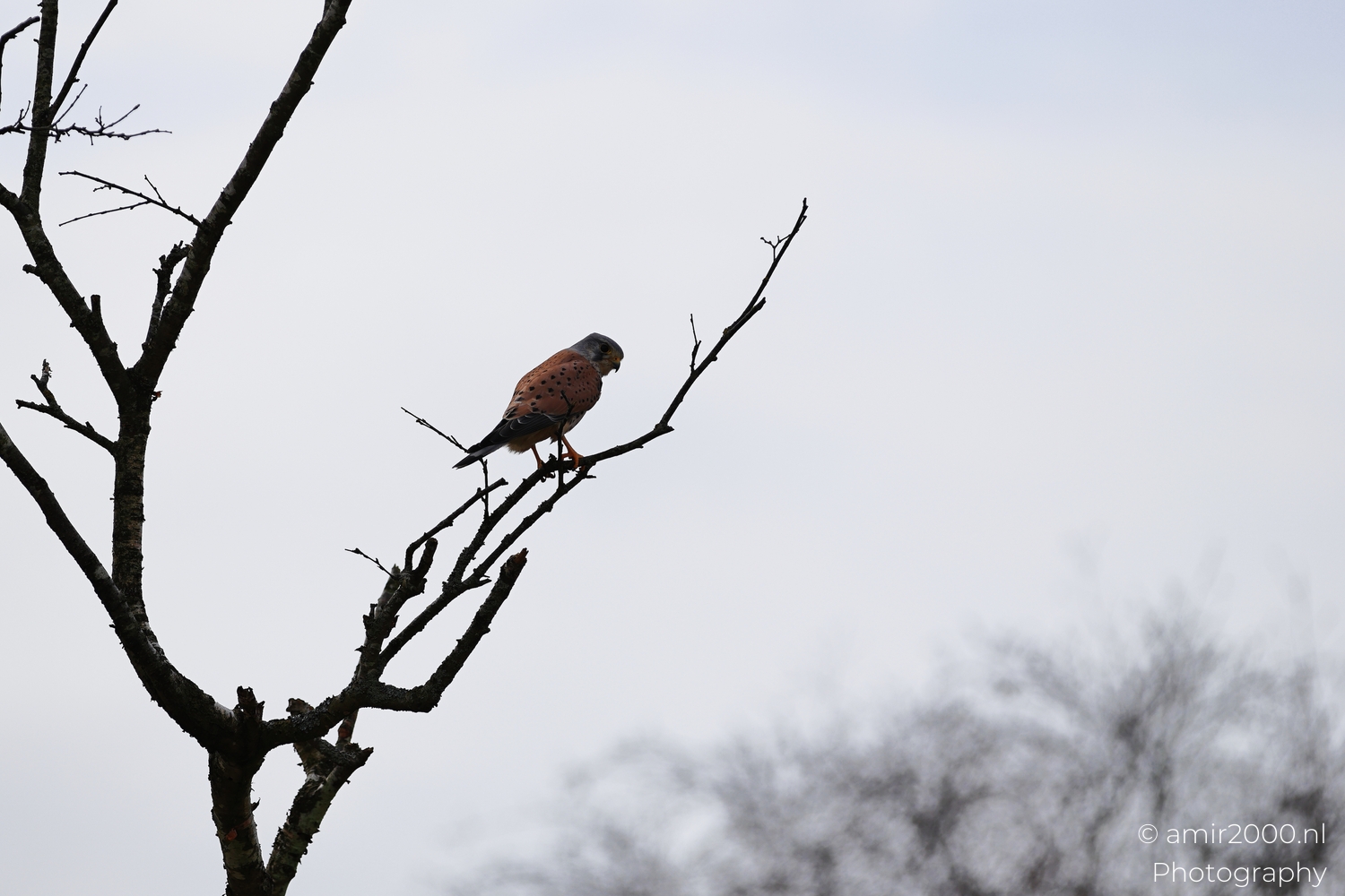 Kestrel looking down from a bare branch beneath cloudy winter sky
