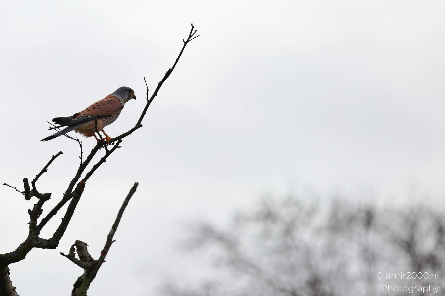 Kestrel perched on a bare branch against pale cloudy winter sky