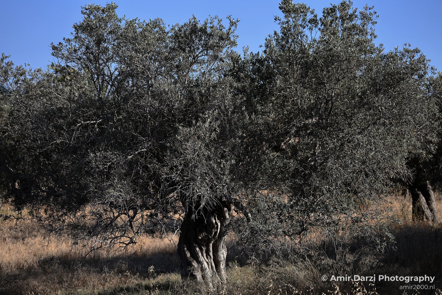 A solitary olive tree amidst a barren landscape with scattered bushes and a bright sky.