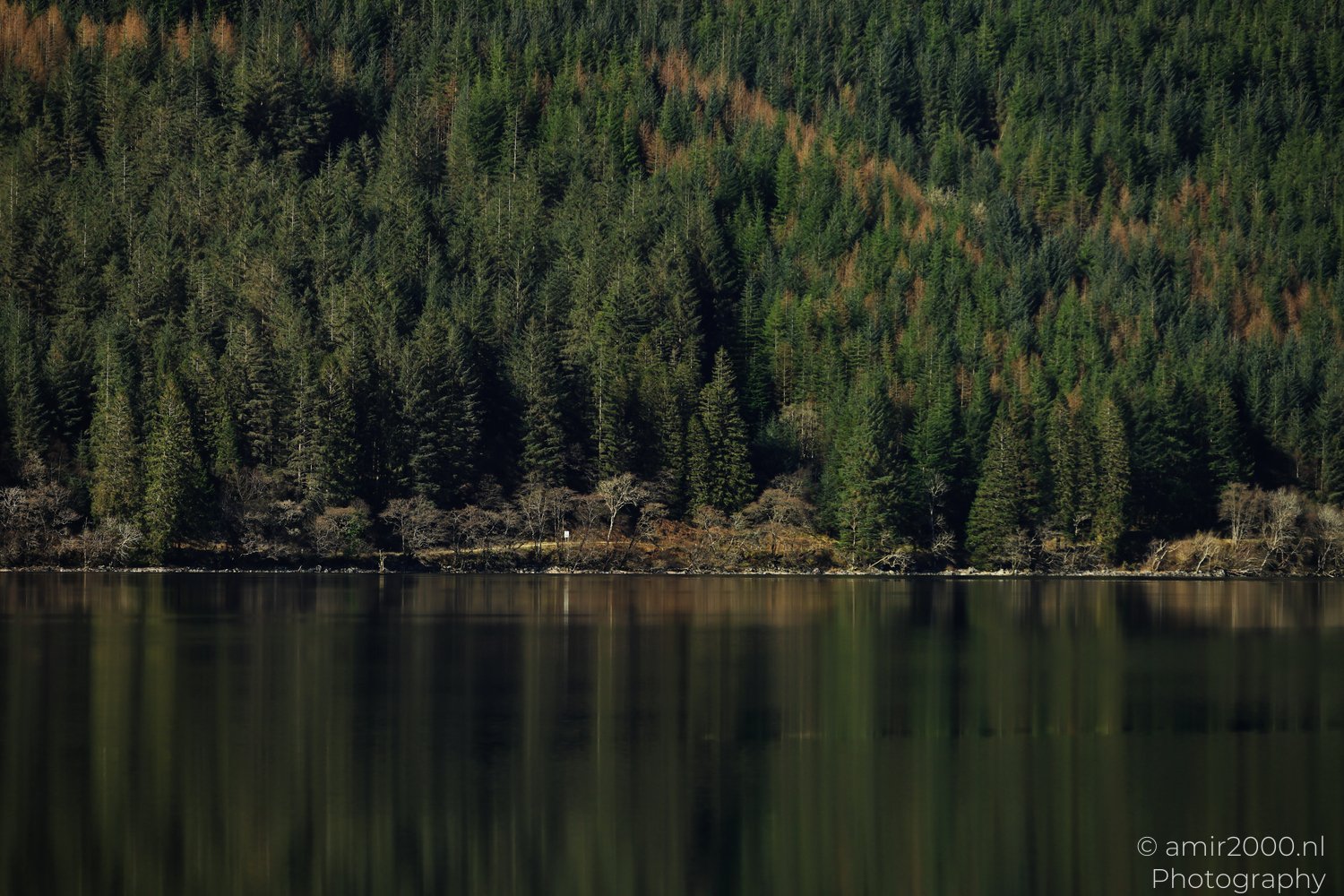 A dense forest of coniferous trees in the background in Scotland United Kingdom in the serene landscape.