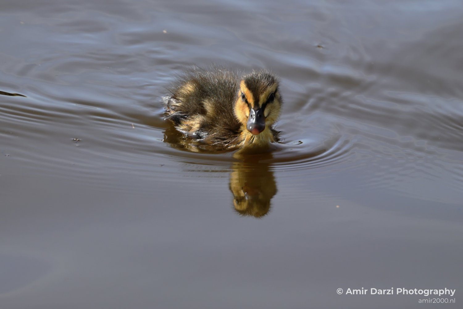 Brown and black plumage floats on calm water, creating a reflection below its head, appears with the duckling.