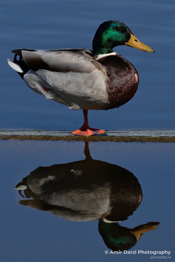 This frame shows mallard Duck Reflection has close color detail and fine texture.