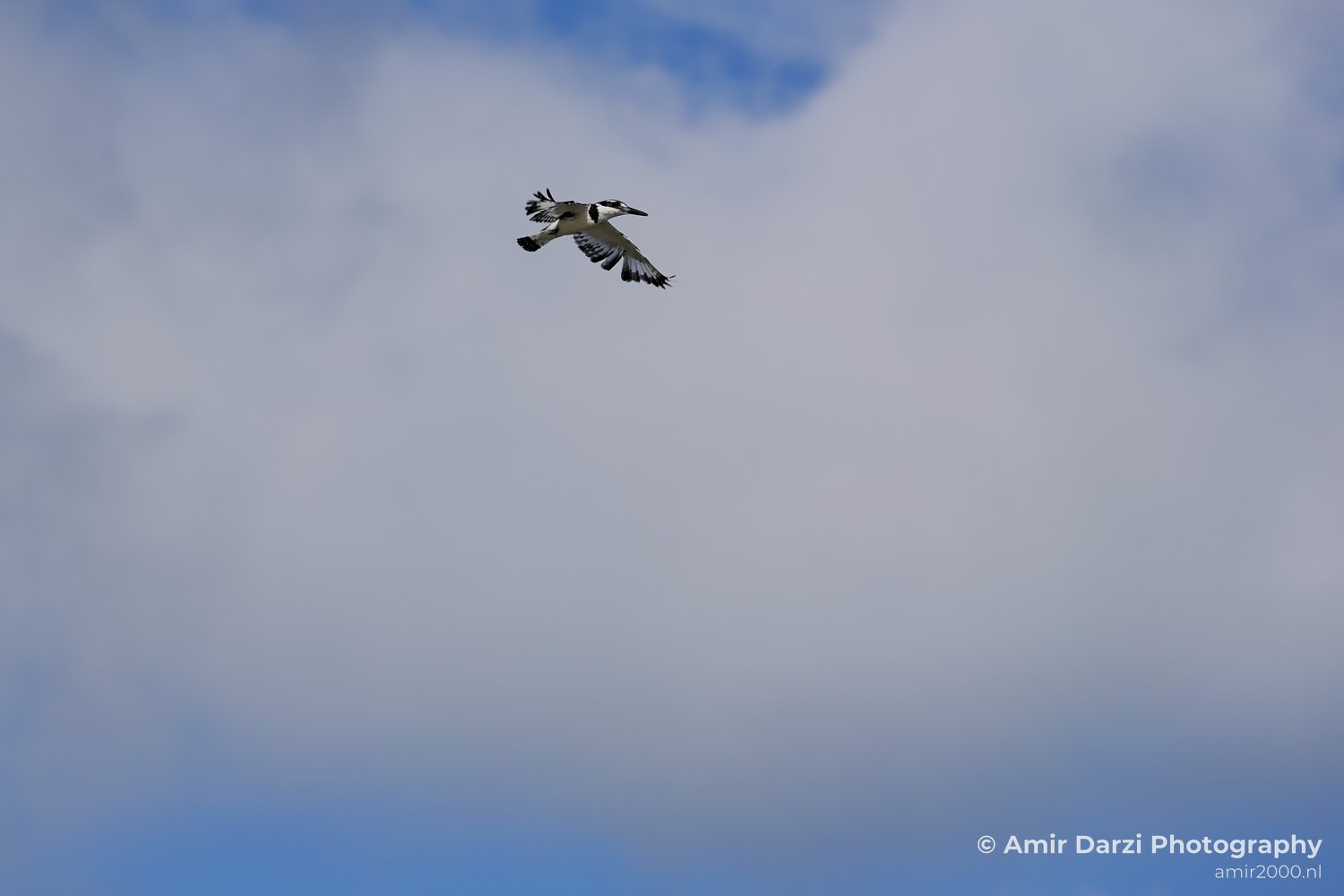 The pied kingfisher shows varied wing positions against the sky.
