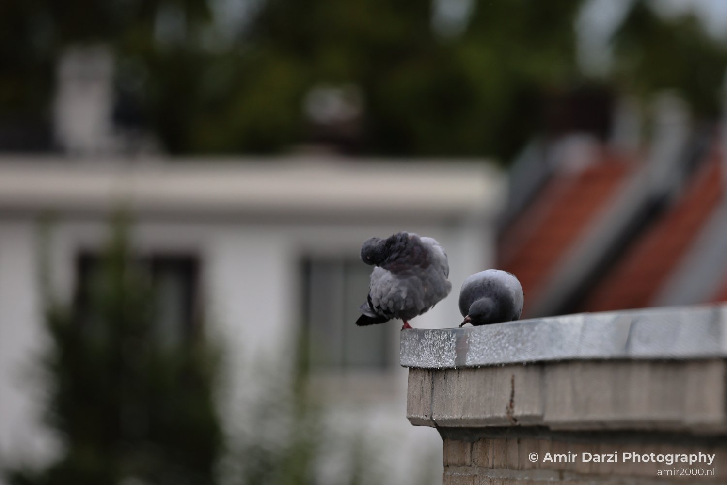 Two gray pigeons are sitting on a rooftop ledge, with a backdrop of a building and greenery visible.