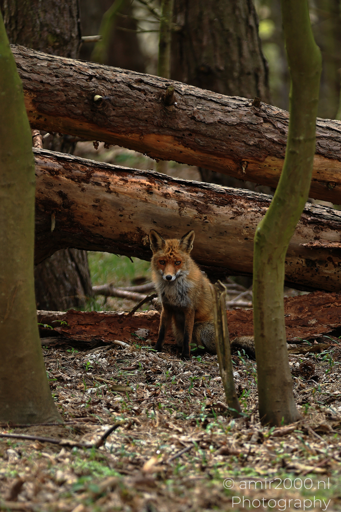 Red Fox Under Fallen Timber in Amsterdamse Waterleidingduinen