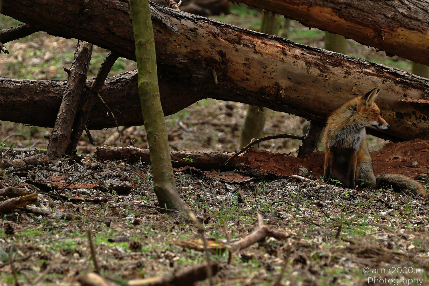 Red fox sitting under a fallen tree in Amsterdamse Waterleidingduinen