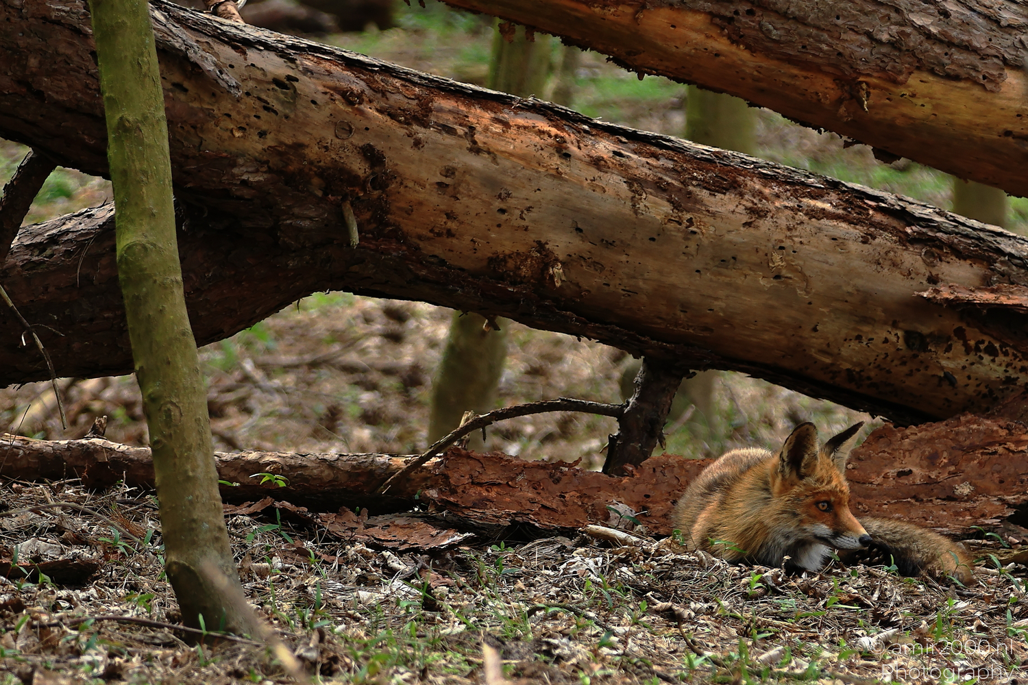 Red fox peeking from behind a fallen tree in Amsterdamse Waterleidingduinen