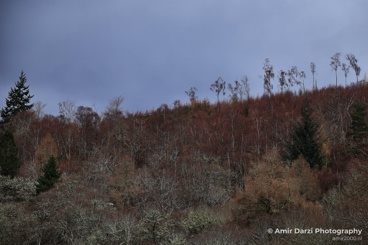Trees displaying autumnal colors and some evergreen trees scattered throughout appear with the forested hillside in Scotland United Kingdom.