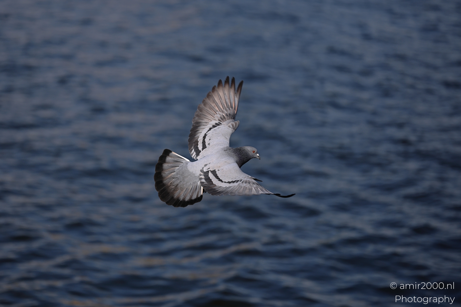 Rock Pigeons Over Dark Canal Water